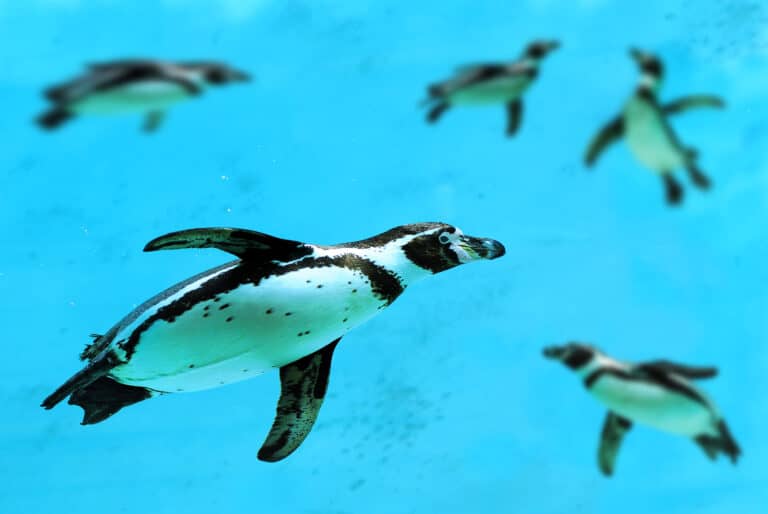 Humboldt Penguins at Dingle Oceanworld Aquarium